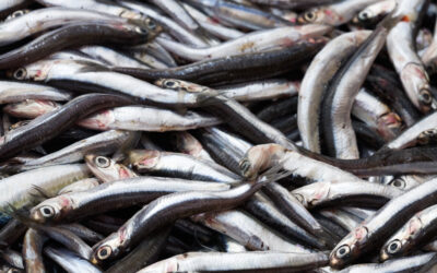 La Asociación de Organizaciones de Productores Pesqueros del Cantábrico (Opes) ha defendido que la pesca de la anchoa es “totalmente sostenible” en base al plan de gestión elaborado por científicos